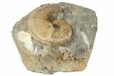 Cretaceous Fossil Ammonite (Jeletzkytes) - South Dakota #189348-1